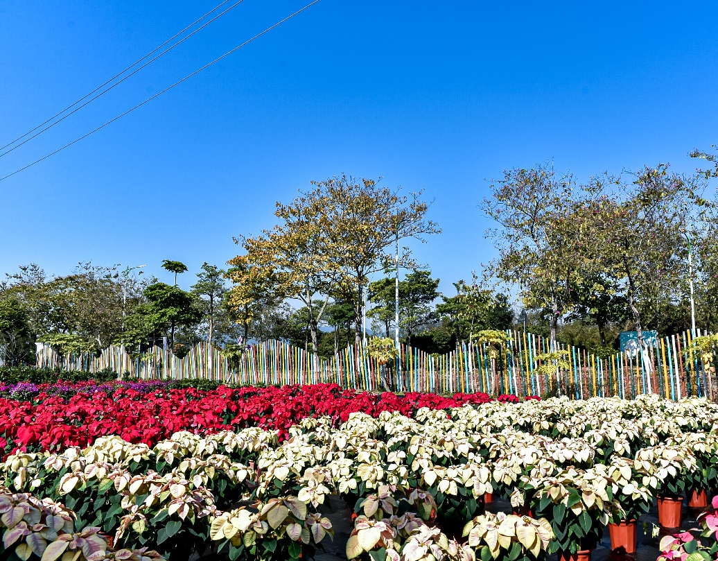 花博会2.png