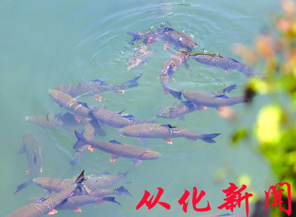 流溪娟鱼.jpg