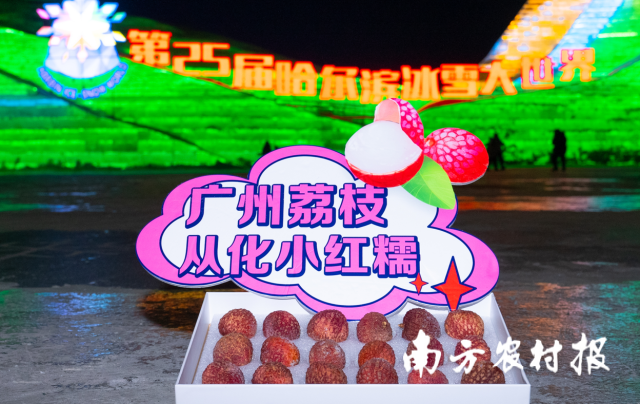 4 广州从化冻眠荔枝——从化井岗红糯。.png