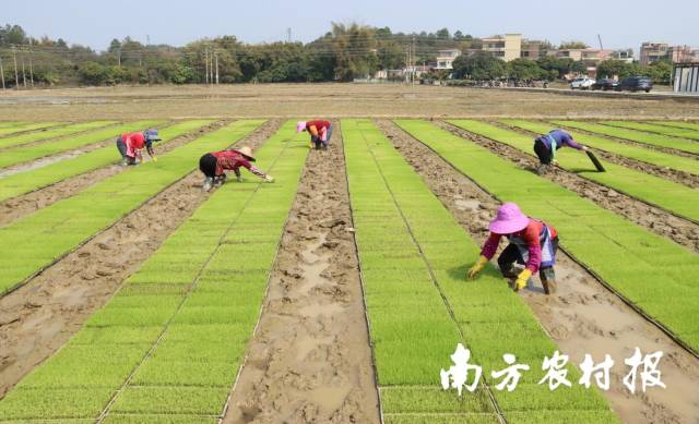 4 农民群众耕作种植.jpg