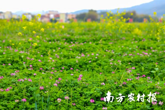 1 田野上肆意绽放的紫云英。.jpg