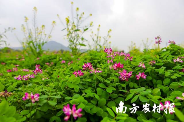 2 冬种紫云英可降低土壤容重和紧实度，显著提高耕地土壤pH值和有机质。.jpg