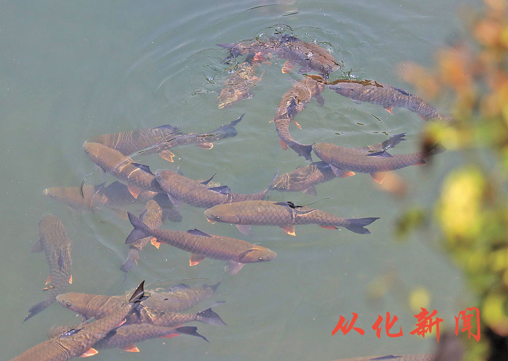 流溪娟鱼.jpg