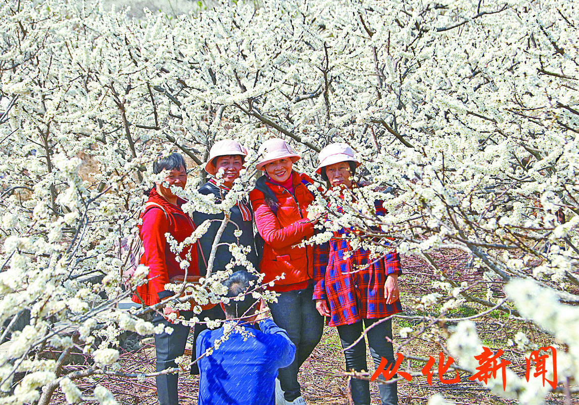 桂峰李花引客来（资料图片）.jpg
