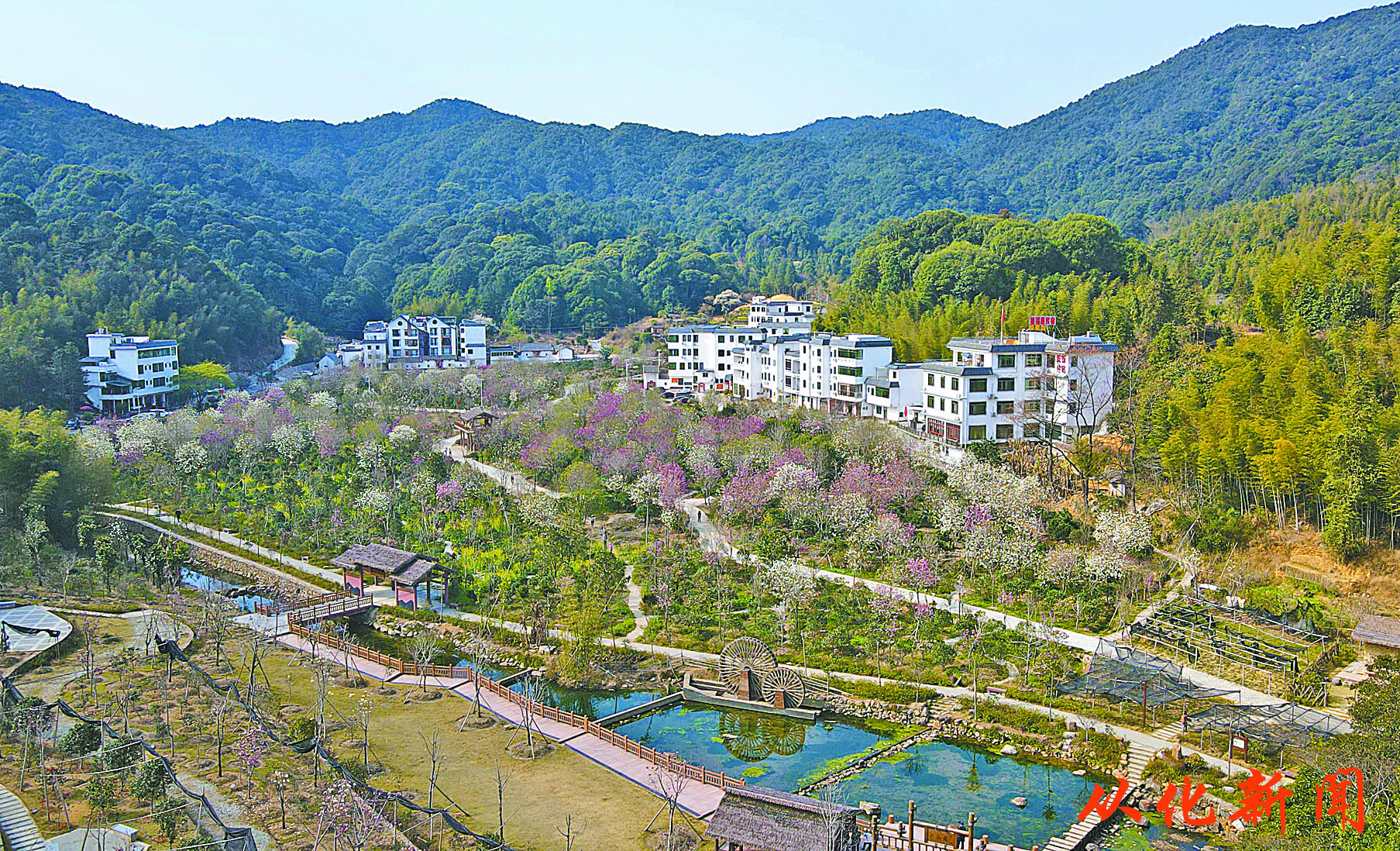 俯瞰阿婆六茶花谷.jpg