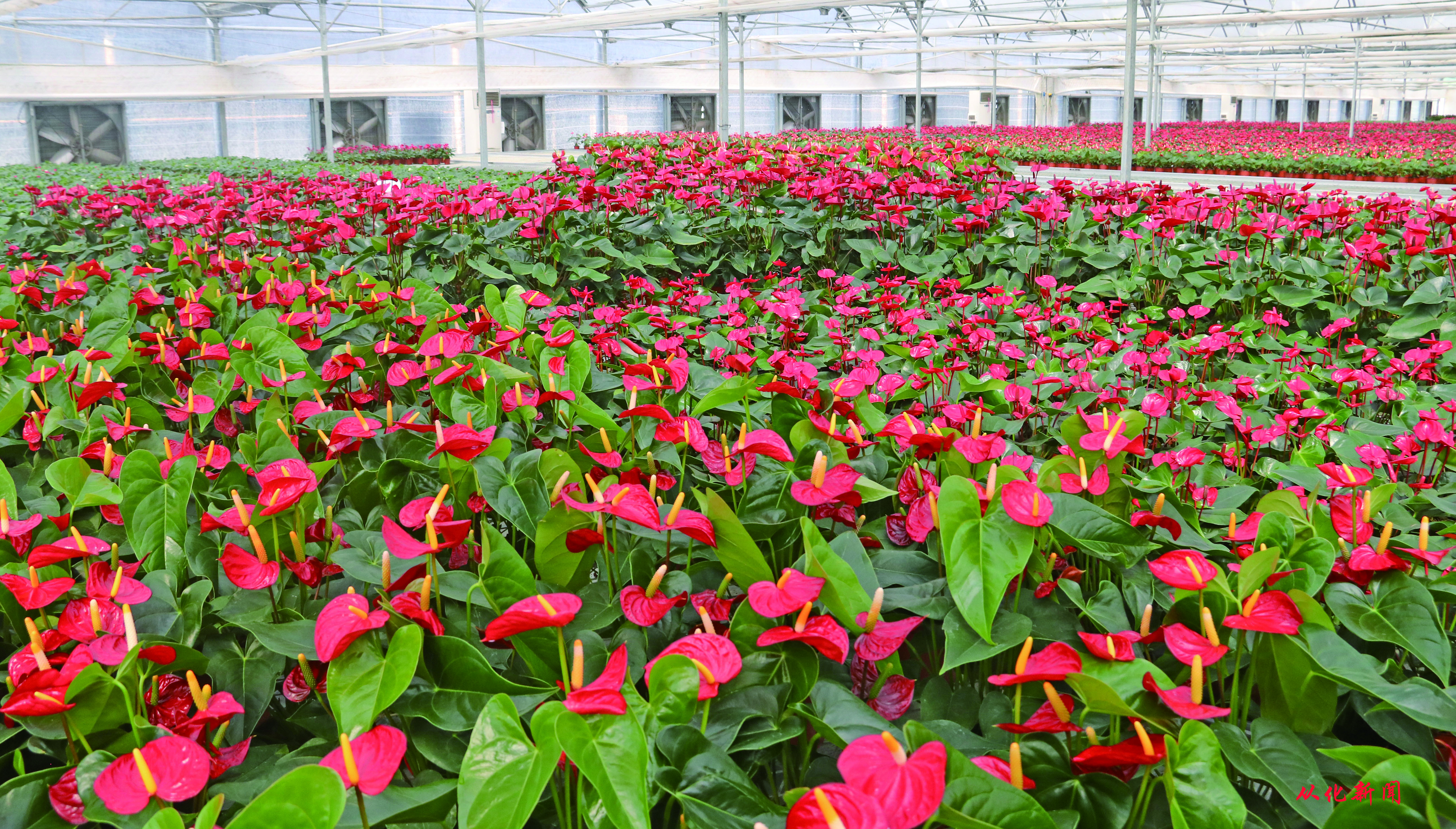 广州花卉研究中心荣获2020年度全国盆栽花卉“金花奖”的小娇红掌长势喜人。.jpg