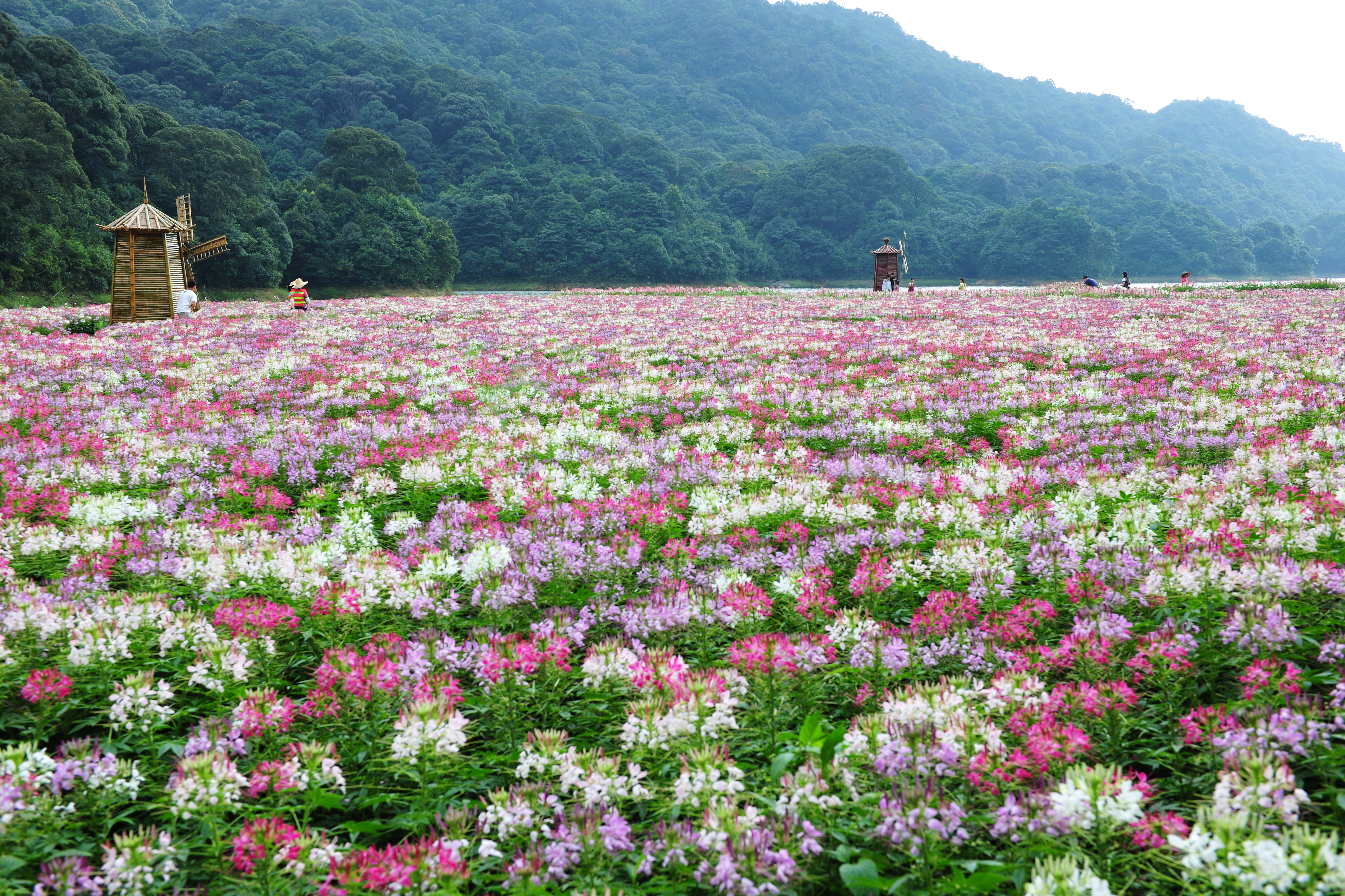 石门-醉蝶花.jpg