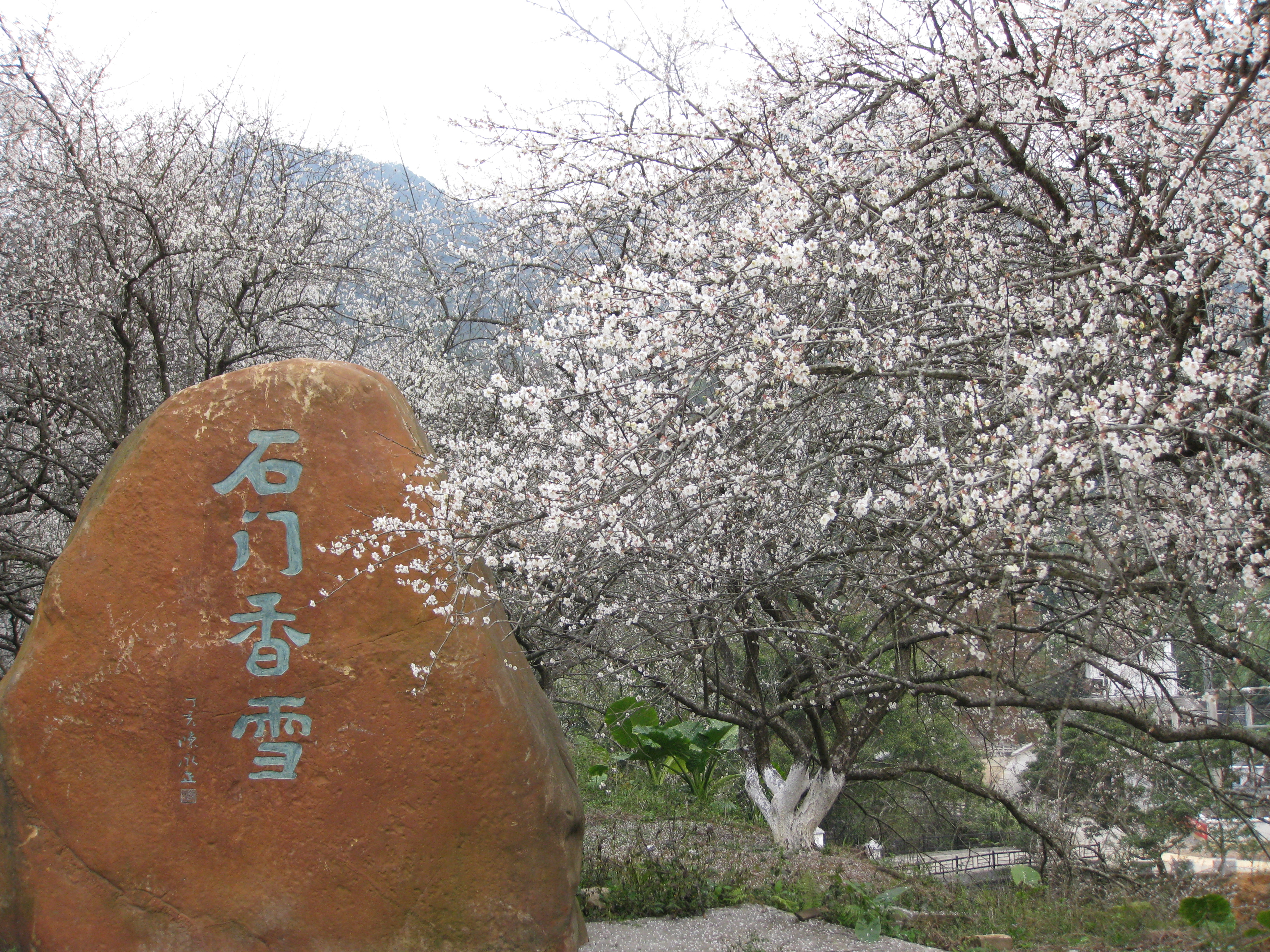 石门香雪（面积有三万平方米，每年12月上旬至次年1月下旬，梅花盛开，远看山上就像覆盖一层白雪，微风过处，暗香浮动，“石门香雪”由此得名。）.JPG