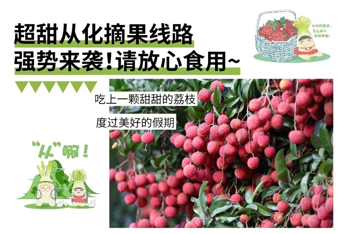 超甜从化摘果线路强势来袭！请放心食用~