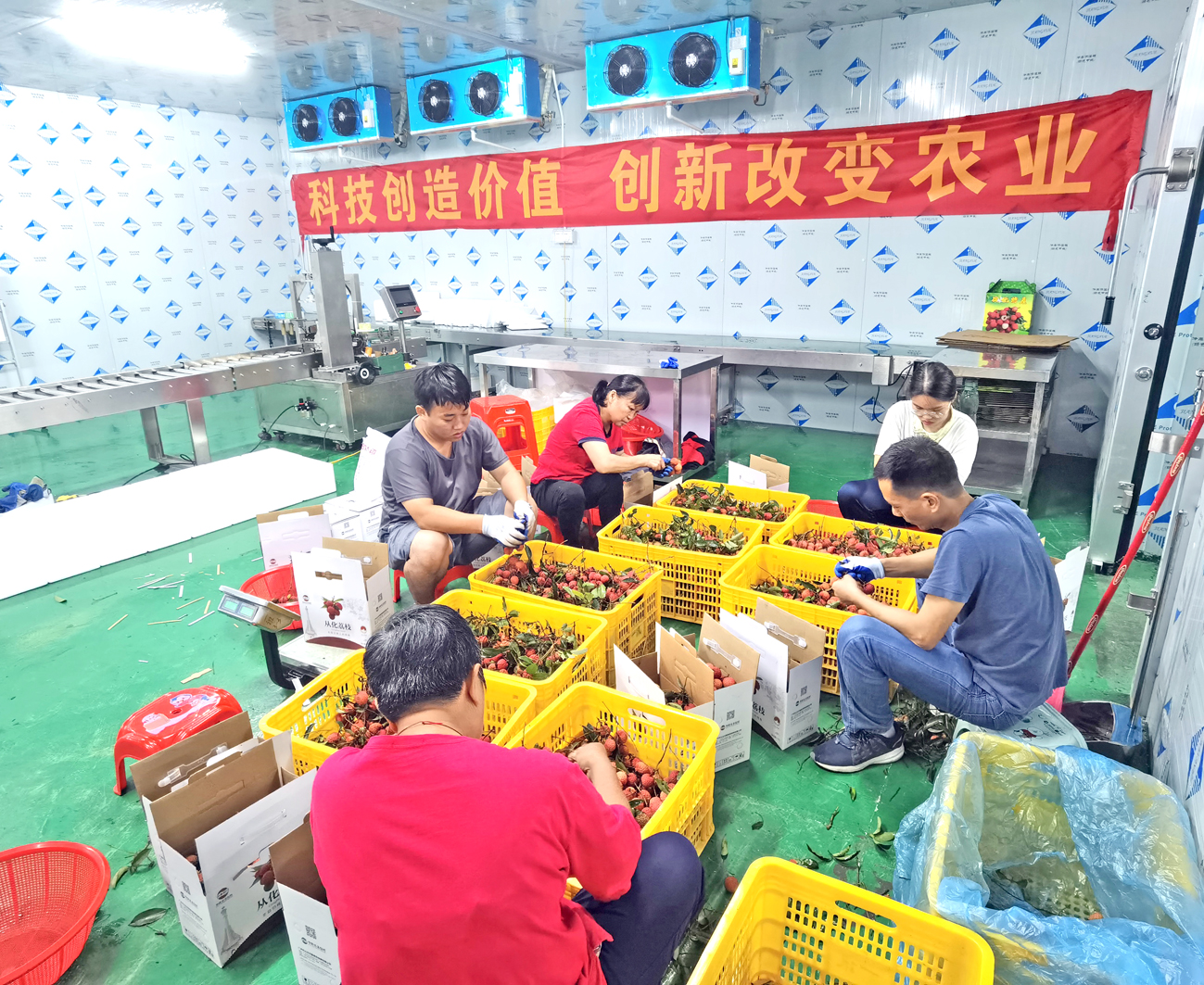 工人分拣荔枝.jpg