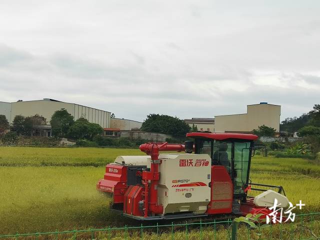 3 农机收割稻子。.jpg