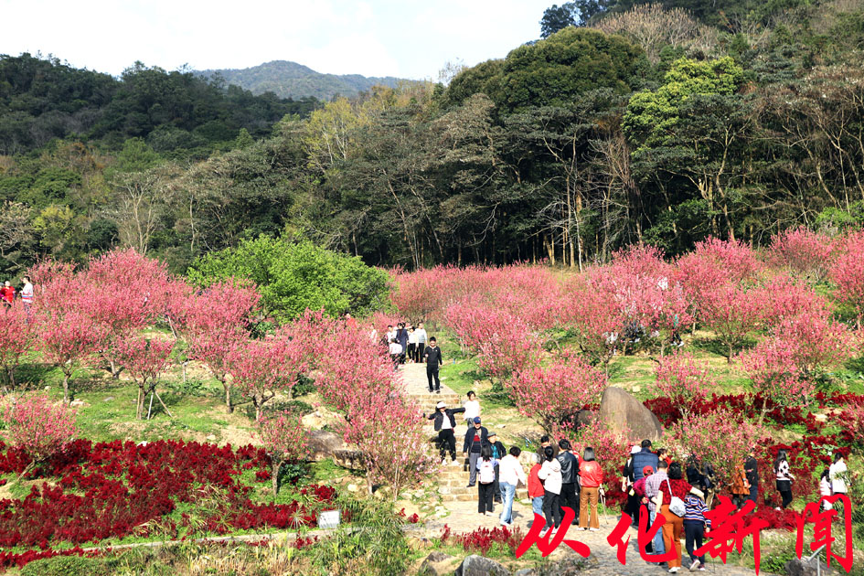 石门公园桃花盛放引客来.jpg