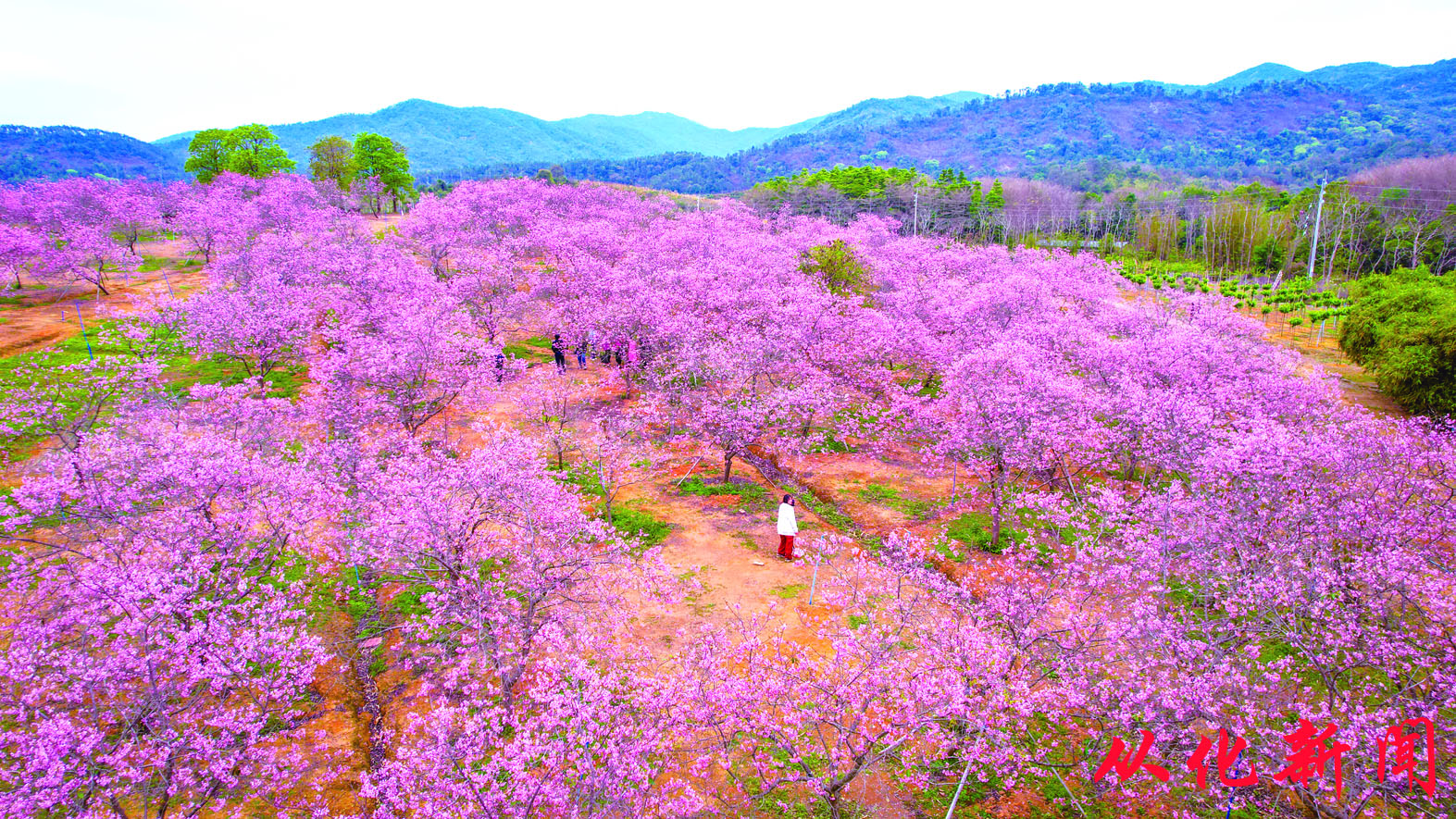 游客徜徉樱花园，感受春日浪漫。  邝健华摄.jpg
