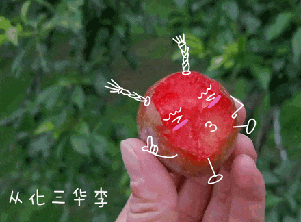 五月摘果初体验：“妈！我在从化实现水果自由啦！”