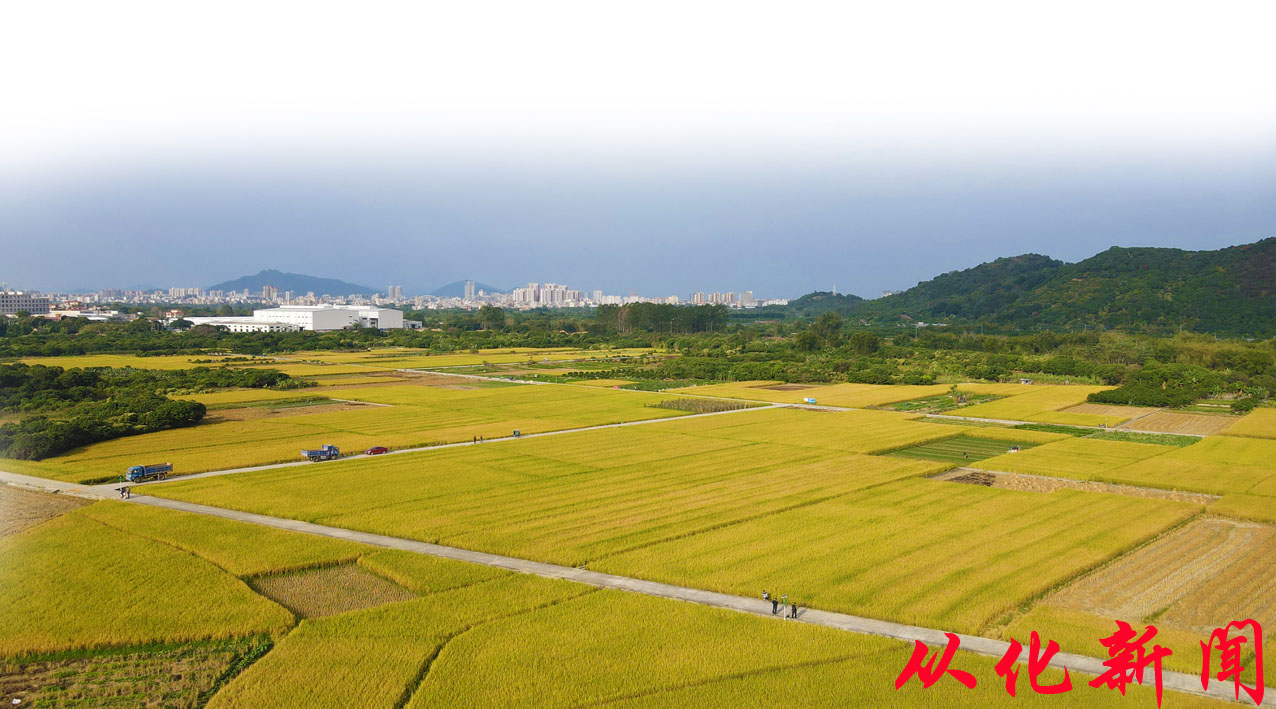 从化香米种植基地.jpg