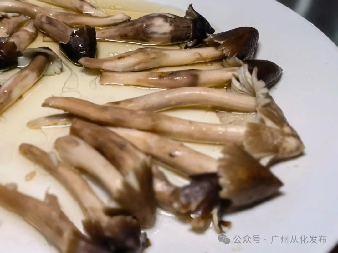 寻味从化｜时令限定美味！荔枝菌，一期一会的清鲜之味→