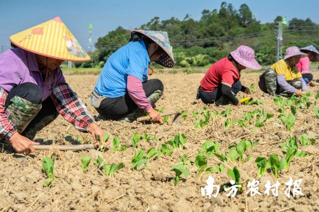 1 农户在田间种植冬种蔬菜。.jpg