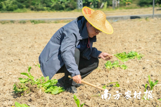 3 广州市从化区农业技术推广中心主任邓城琳演示冬种油菜田间定植技巧。.png
