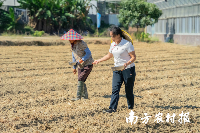 4 广州市从化区农业技术推广中心副主任邓彩联传授油菜籽撒播关键技术。.png