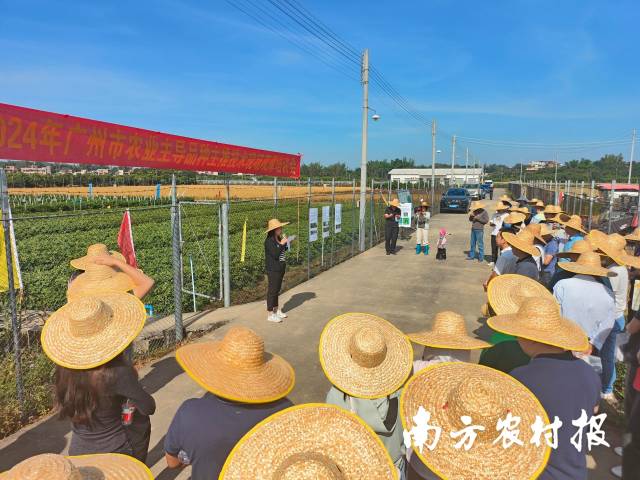 1 从化区2024年广州市农业主导品种主推技术现场观摩培训会现场。.jpg