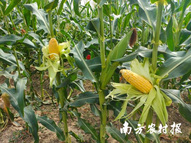 2 近年来，从化全力做好良种良法推广，为农业产业高质量发展打下种业基础。.jpg