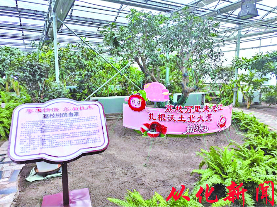 荔枝树长势良好.jpg