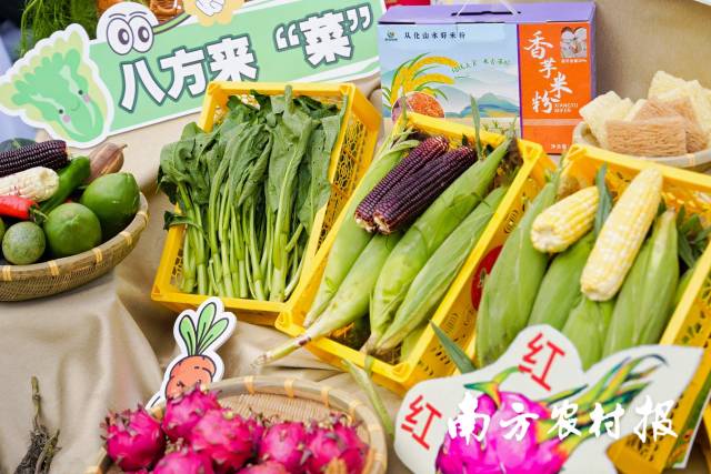 3 从化系列冬种蔬菜。.jpg