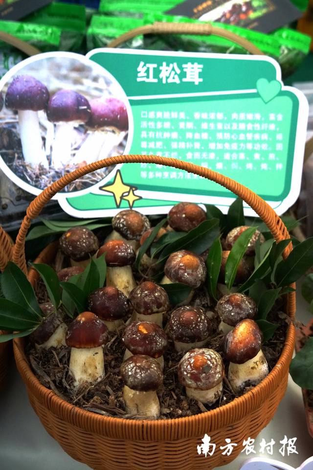 4 从化红松茸。.jpg