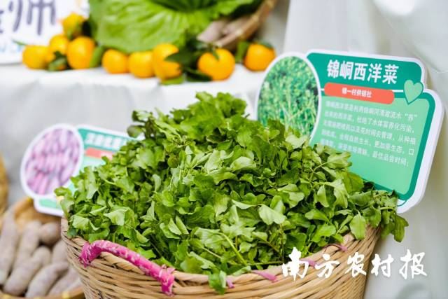 6 从化流溪西洋菜。.jpg