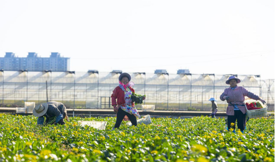 2 广州从化从玉菜场采摘菜芯菜.png