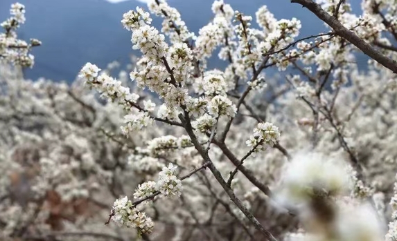 千亩李花盛开 来广州从化看早春“雪景”