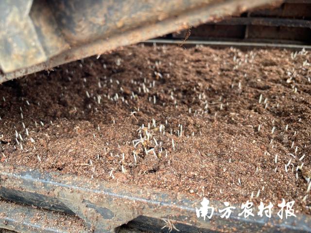 2 广州穗丰农机专业合作社首批播种水稻种子已发芽。.jpg