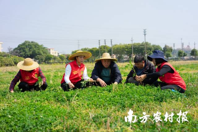3 广州市从化区农业技术推广中心农技团队查看紫云英长势。.jpg