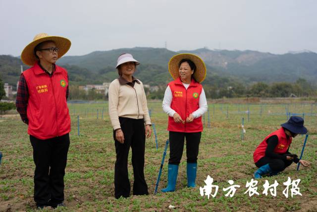 4 广州市从化区农业技术推广中心农技团队与种植户交流蔬菜管理技术。.jpg