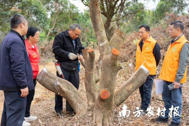 5 广州市从化区农业技术推广中心农技团队查看荔枝高接换种情况。.jpg