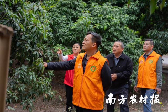 6 广州市从化区农业技术推广中心农技团队查看荔枝花穗生长情况。.jpg