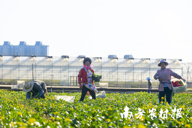 3 从化区从玉菜场采摘菜心。.png