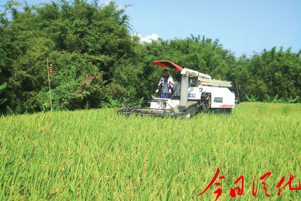 机械化收割水稻