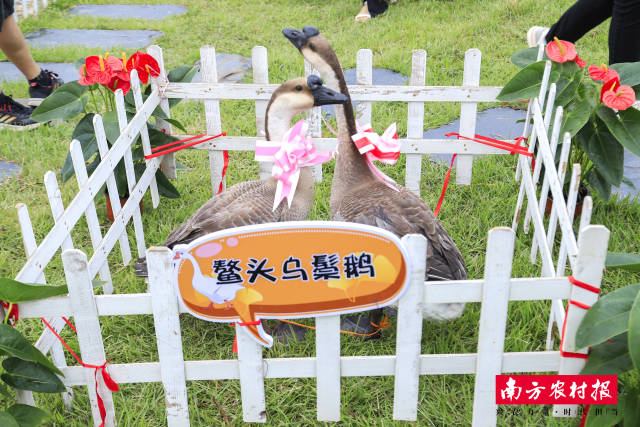 10 充满田园生机的从化五镇三街展示区.jpg