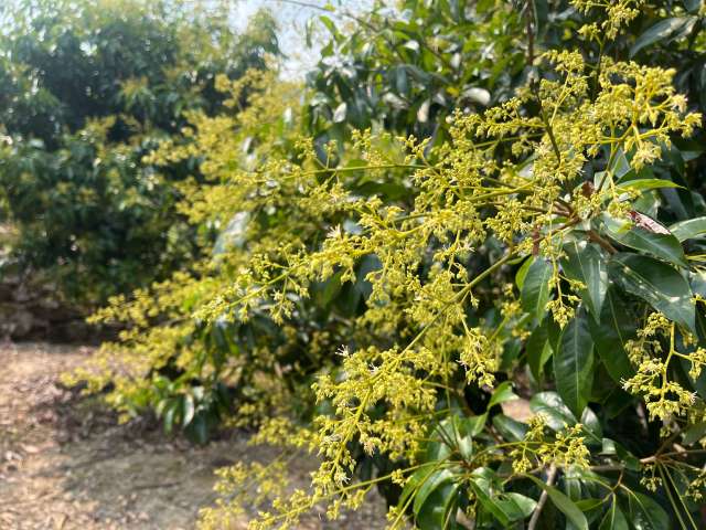 2 从化荔枝已进入盛花期。.jpg