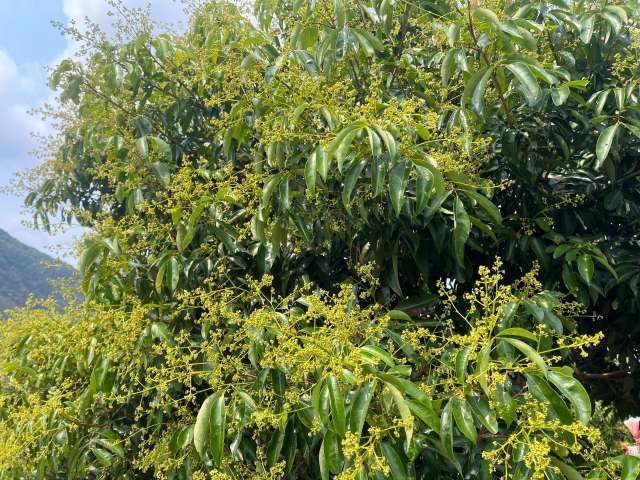 4 从化荔枝已进入盛花期。.jpg
